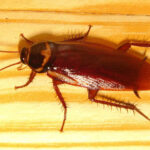 What Are the Benefits of Preventive Pest Control Services