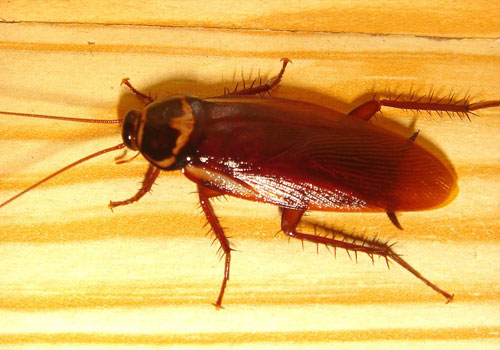 What Are the Benefits of Preventive Pest Control Services